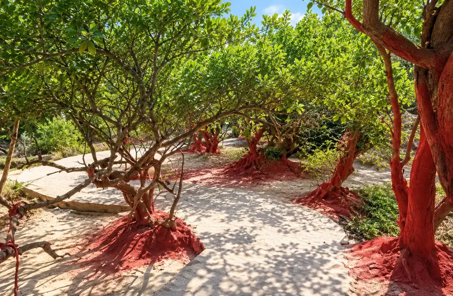 Nidhivan, Vrindavan: a sunlit path winding between low, twisted tulsi trees whose trunks and roots are coated in red, under a dense green canopy